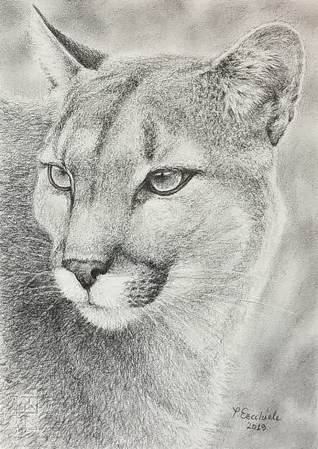 Il puma, di Patrick Ezechiele. Disegno in bianco e nero, matita su carta.