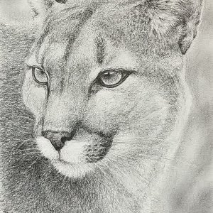 Il puma, di Patrick Ezechiele. Disegno in bianco e nero, matita su carta.